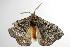 ( - ANIC Gen No. 003146)  @13 [ ] Copyright (2010) Unspecified Australia National Insect Collection