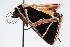 ( - ANIC Gen No. 000153)  @12 [ ] Copyright (2010) Unspecified Australia National Insect Collection