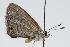  ( - ANIC Gen No. 000154)  @13 [ ] Copyright (2010) Unspecified Australia National Insect Collection