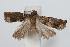  ( - ANIC Gen No. 000155)  @13 [ ] Copyright (2010) Unspecified Australia National Insect Collection
