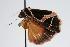  ( - ANIC Gen No. 000159)  @12 [ ] Copyright (2010) Unspecified Australia National Insect Collection