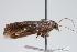  ( - ANIC Gen No. 000176)  @12 [ ] Copyright (2010) Unspecified Australia National Insect Collection
