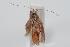  ( - ANIC Gen No. 000181)  @13 [ ] Copyright (2010) Unspecified Australia National Insect Collection