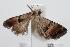  ( - ANIC Gen No. 000182)  @12 [ ] Copyright (2010) Unspecified Australia National Insect Collection