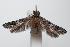 ( - ANIC Gen No. 000201)  @13 [ ] Copyright (2010) Unspecified Australia National Insect Collection