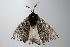  ( - ANIC Gen No. 000202)  @13 [ ] Copyright (2010) Unspecified Australia National Insect Collection
