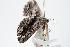  ( - ANIC Gen No. 000205)  @13 [ ] Copyright (2010) Unspecified Australia National Insect Collection
