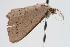  ( - ANIC Gen No. 000211)  @14 [ ] Copyright (2010) Unspecified Australia National Insect Collection