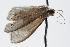  ( - ANIC Gen No. 000214)  @12 [ ] Copyright (2010) Unspecified Australia National Insect Collection