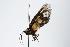  ( - ANIC Gen No. 000232)  @12 [ ] Copyright (2010) Unspecified Australia National Insect Collection