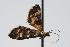  ( - ANIC Gen No. 000245)  @13 [ ] Copyright (2010) Unspecified Australia National Insect Collection