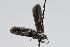 ( - ANIC Gen No. 000247)  @13 [ ] Copyright (2010) Unspecified Australia National Insect Collection