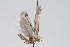  ( - ANIC Gen No. 000257)  @12 [ ] Copyright (2010) Unspecified Australia National Insect Collection