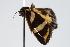  ( - ANIC Gen No. 000275)  @13 [ ] Copyright (2010) Unspecified Australia National Insect Collection