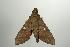  ( - ANIC Gen No. 003179)  @12 [ ] Copyright (2010) Unspecified Australia National Insect Collection