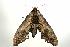  ( - ANIC Gen No. 003180)  @13 [ ] Copyright (2010) Unspecified Australia National Insect Collection