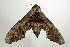  ( - ANIC Gen No. 003186)  @13 [ ] Copyright (2010) Unspecified Australia National Insect Collection