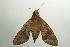  ( - ANIC Gen No. 003198)  @12 [ ] Copyright (2010) Unspecified Australia National Insect Collection
