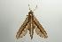  ( - ANIC Gen No. 003202)  @13 [ ] Copyright (2010) Unspecified Australia National Insect Collection
