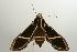  ( - ANIC Gen No. 003208)  @13 [ ] Copyright (2010) Unspecified Australia National Insect Collection