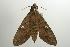  ( - ANIC Gen No. 003210)  @12 [ ] Copyright (2010) Unspecified Australia National Insect Collection