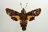  ( - ANIC Gen No. 003213)  @14 [ ] Copyright (2010) Unspecified Australia National Insect Collection