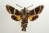  ( - ANIC Gen No. 003215)  @14 [ ] Copyright (2010) Unspecified Australia National Insect Collection