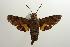  ( - ANIC Gen No. 003222)  @14 [ ] Copyright (2010) Unspecified Australia National Insect Collection
