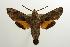  ( - ANIC Gen No. 003226)  @12 [ ] Copyright (2010) Unspecified Australia National Insect Collection