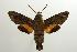  ( - ANIC Gen No. 003227)  @14 [ ] Copyright (2010) Unspecified Australia National Insect Collection