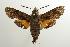  ( - ANIC Gen No. 003228)  @12 [ ] Copyright (2010) Unspecified Australia National Insect Collection