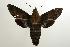  ( - ANIC Gen No. 003229)  @14 [ ] Copyright (2010) Unspecified Australia National Insect Collection