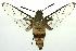  ( - ANIC Gen No. 003231)  @14 [ ] Copyright (2010) Unspecified Australia National Insect Collection