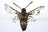  ( - ANIC Gen No. 003237)  @13 [ ] Copyright (2010) Unspecified Australia National Insect Collection