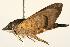  ( - ANIC Gen No. 003238)  @13 [ ] Copyright (2010) Unspecified Australia National Insect Collection