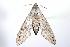  ( - ANIC Gen No. 003241)  @13 [ ] Copyright (2010) Unspecified Australia National Insect Collection