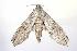  ( - ANIC Gen No. 003242)  @13 [ ] Copyright (2010) Unspecified Australia National Insect Collection