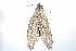  ( - ANIC Gen No. 003243)  @13 [ ] Copyright (2010) Unspecified Australia National Insect Collection