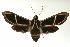  ( - ANIC Gen No. 003334)  @14 [ ] Copyright (2010) Unspecified Australia National Insect Collection