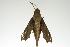  ( - ANIC Gen No. 003343)  @13 [ ] Copyright (2010) Unspecified Australia National Insect Collection