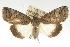  ( - ANIC Gen No. 003351)  @14 [ ] Copyright (2010) Unspecified Australia National Insect Collection