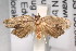  (Amboyna - ANIC Gen No. 003353)  @14 [ ] Copyright (2010) Unspecified Australia National Insect Collection