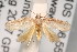  ( - ANIC Gen No. 003354)  @13 [ ] Copyright (2010) Unspecified Australia National Insect Collection