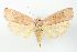  ( - ANIC Gen No. 003455)  @13 [ ] Copyright (2010) Unspecified Australia National Insect Collection