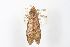  ( - ANIC Gen No. 003470)  @12 [ ] Copyright (2010) Unspecified Australia National Insect Collection