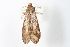  ( - ANIC Gen No. 003471)  @13 [ ] Copyright (2010) Unspecified Australia National Insect Collection