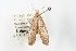  ( - ANIC Gen No. 003474)  @13 [ ] Copyright (2010) Unspecified Australia National Insect Collection