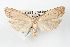  ( - ANIC Gen No. 003475)  @11 [ ] Copyright (2010) Unspecified Australia National Insect Collection