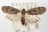  (Hypolophota oodes - ANIC Gen No. 003489)  @14 [ ] Copyright (2010) Unspecified Australia National Insect Collection