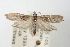  ( - ANIC Gen No. 003493)  @14 [ ] Copyright (2010) Unspecified Australia National Insect Collection